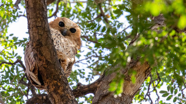 istock Low angle shot of an owl perched on a tree branch 1461008627