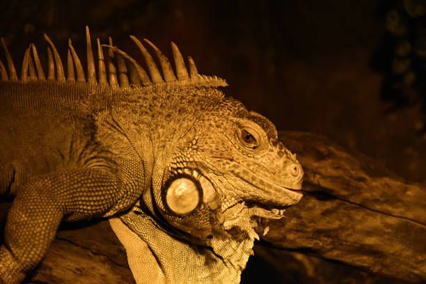 istock Closeup of an iguana lizard 1461008787