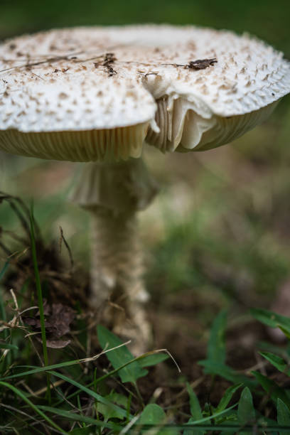 istock Closeup of umbrella mushroom 1461008865