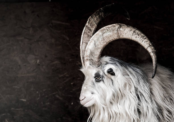 Grayscale of a big horned sheep in the forest