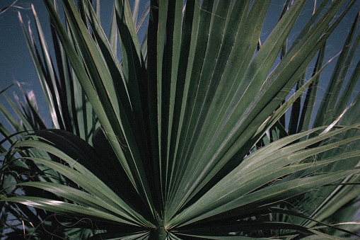 A closeup shot of palm leaves