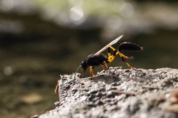 istock Mud dauber wasp Sceliphron spirifex  on mud. Malta, Mediterranean 1461009942