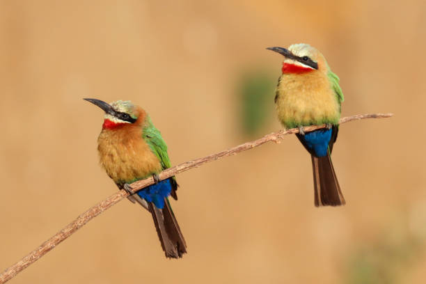 istock Selective focus of two colorful white-fronted bee-eater birds perched on a tree branch 1461010030