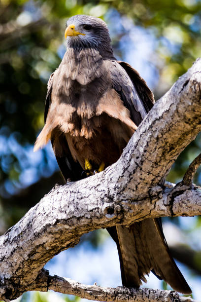 istock Vertical selective focus of an Eagle  perched on a tree branch on a blurred background 1461010039