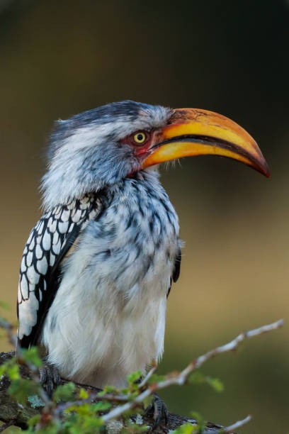 istock Vertical selective focus of a Yellow-billed toco bird perched on a tree branch 1461010060
