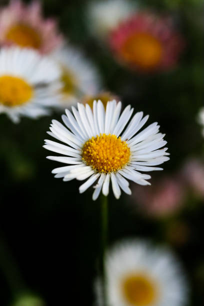 istock Selective focus of a white chamomile flower growing in the field 1461010162