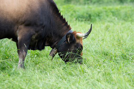 cow eating grass in the countryside in the basque mountains