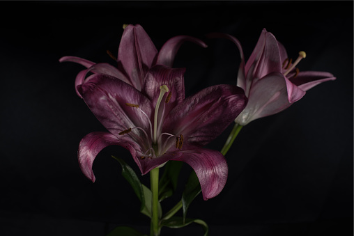 A closeup of violet lily flowers isolated on the black background