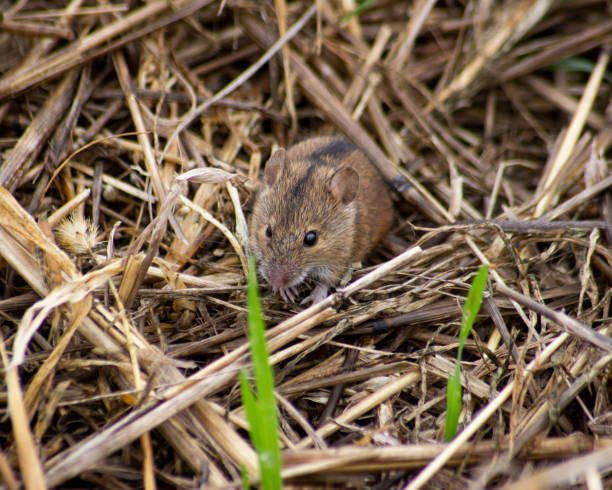 istock horizontal photo of a field mouse on the stubble 1461010809