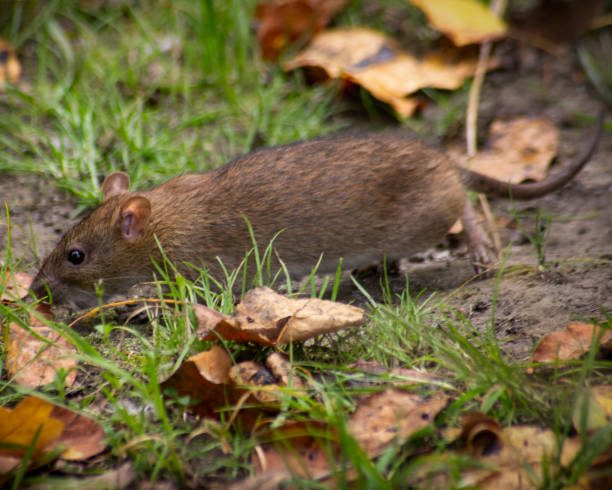 istock horizontal photo of a rat by the river 1461010859