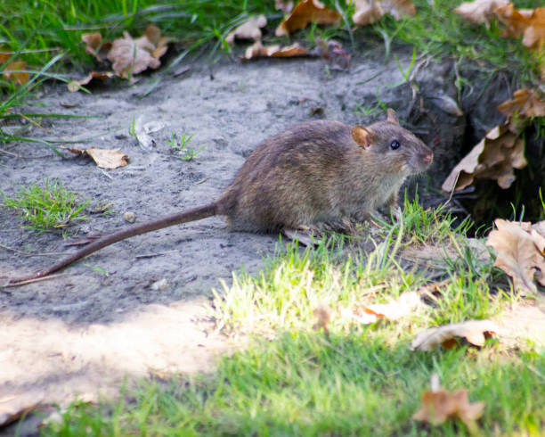 istock horizontal photo of a rat by the river 1461010861