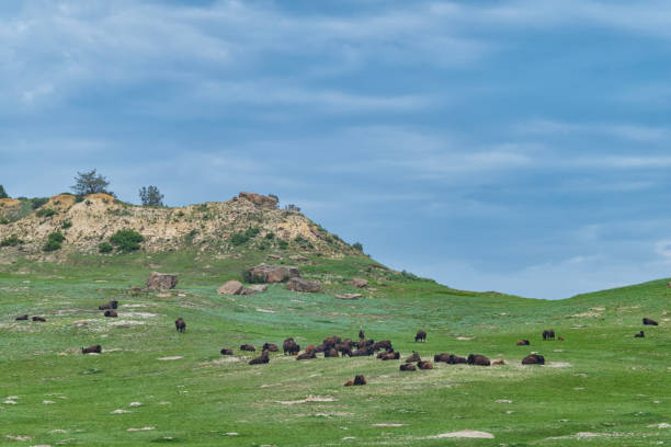 el parque nacional theodore roosevelt, dakota del norte, es donde las grandes llanuras se encuentran con las escarpadas badlands. - north dakota theodore roosevelt national park great plains landscape fotografías e imágenes de stock