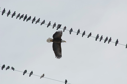 A bottom view of bald eagle flying close to the cable wires with perched doves in Boulder, Colorado