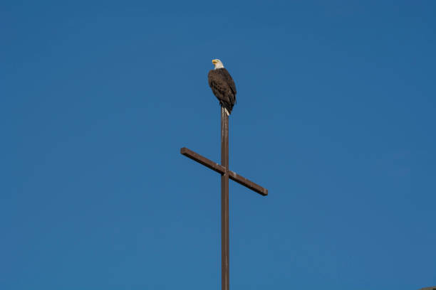 A Bald Eagle perched on the steeple against a clear blue sky on a sunny day in Boulder, Colorado