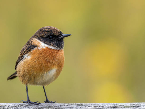 istock Closeup shot of a small bird 1461011027