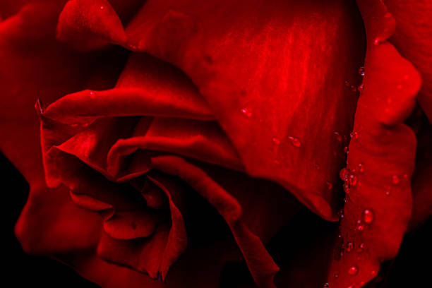 istock Closeup shot of a red rose 1461011077