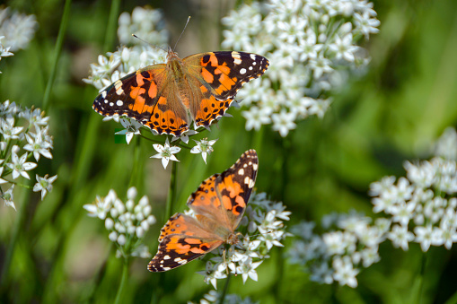 A closeup of the monarch butterflies on the flowers.