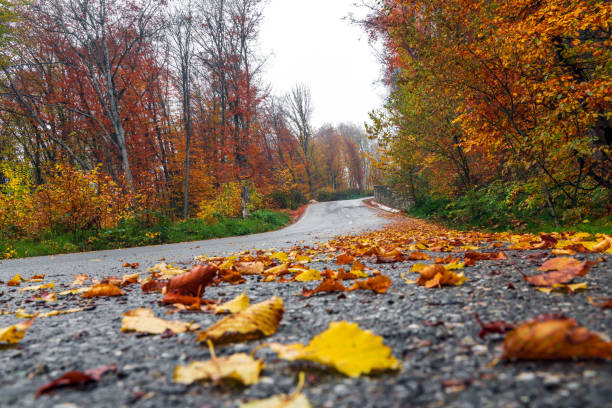 istock Asphalt road passing through colorful autumn forest 1461011163