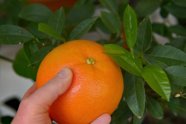 istock Male hand picking an orange 1461011399