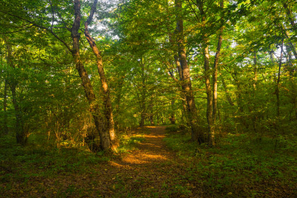 istock Footpath in the forest in autumn 1461011782