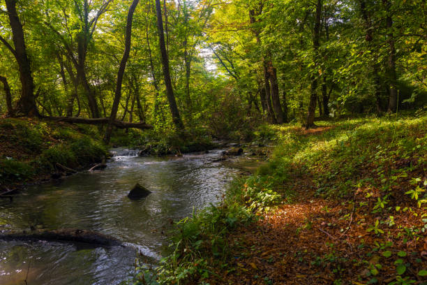 istock Small creek in a wild forest 1461011788