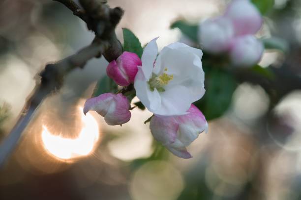 istock Selective focus shot of flowering tree branch 1461011954
