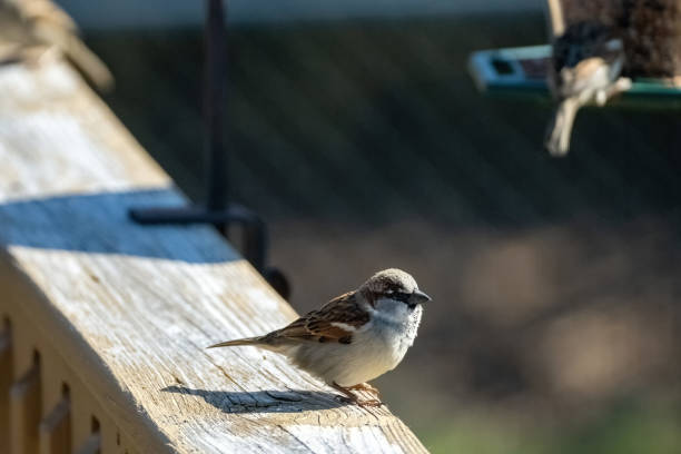 istock Fluffy small sparrow on a wooden fence 1461012223