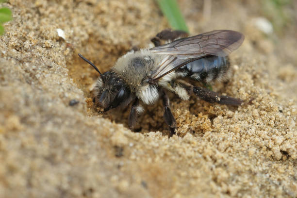 istock Closeup on a female Grey-backed mining bee, Andrena vaga, digging 1461012566