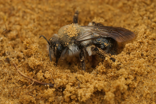 Closeup on a female Grey-backed mining bee, Andrena vaga, digging into her nest