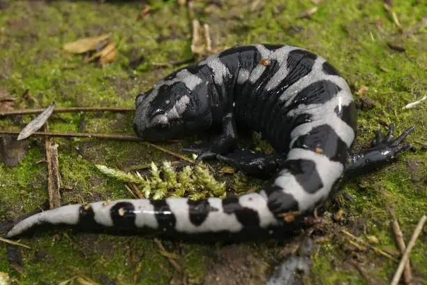 Close up of an adult male of the marbled mole salamander, Ambystoma opacum on green moss