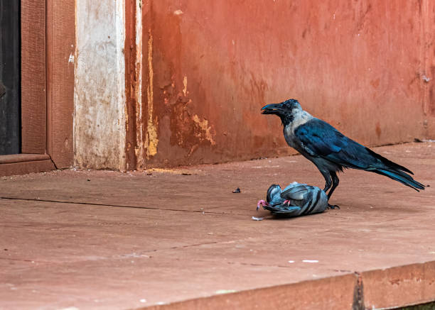 istock Dead pigeon food of a crow 1461013876