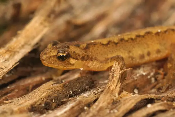 Closeup on a juvenile Montadon's newt, Lissotriton montandoni hiding in dried up wood