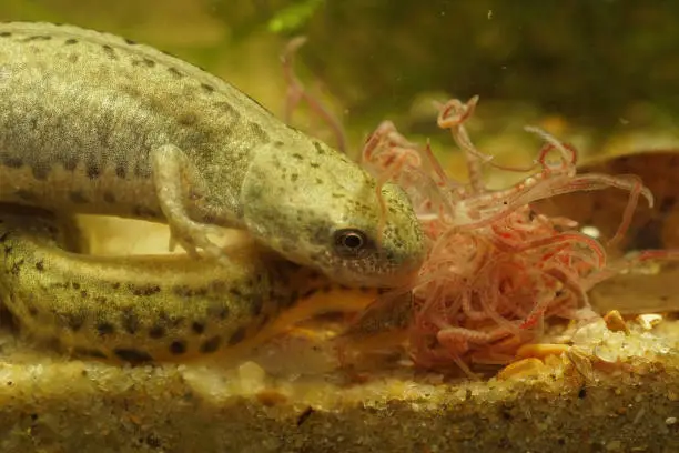 Underwater closeup of a female Italian newt, Lissotriton italicus feeding on tubifex