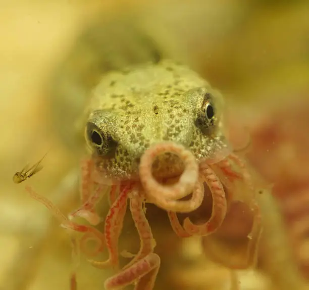 Facial nderwater closeup on a female Italian newt,Triturus italicus, feeding on tubifex