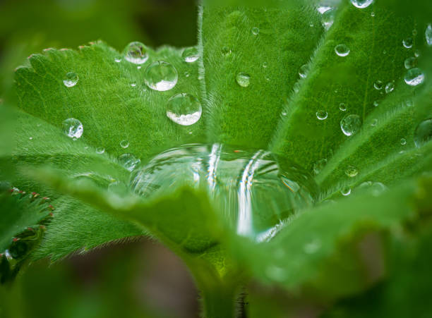 istock Natural green leave in close up view with a tear drop 1461014242