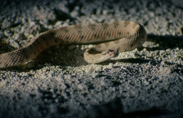 istock Closeup shot of a dangerous viper snake 1461014265