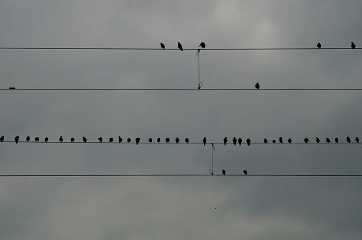 Starlings on an overhead line. Silhouettes in a grey sky.
