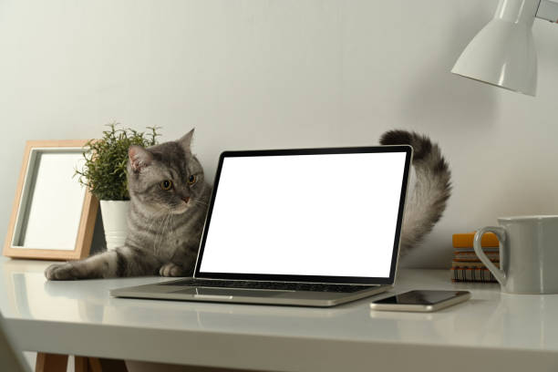 istock Lovely tabby cat, laptop computer with empty screen and supplies on white table. Home office interior. 1461014864