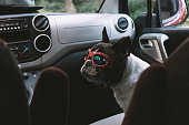 French bulldog in a truck wearing pilot goggles on a car