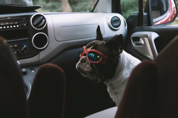 french bulldog in a truck wearing pilot goggles on a car - domestic car color image horizontal car imagens e fotografias de stock