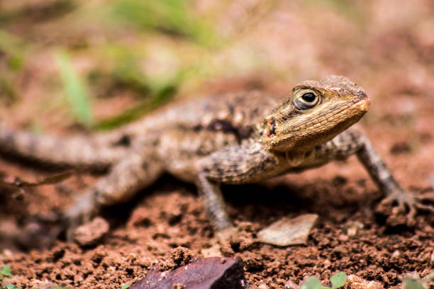 istock Closeup of a Monito gecko lizard in the wilderness 1461015772