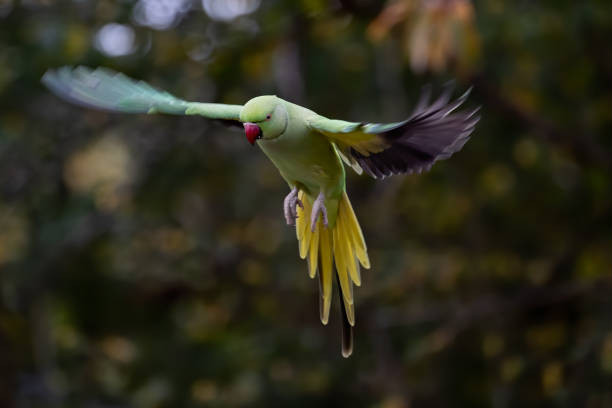 istock Shallow focus of a green Newton's parakeet parrot 1461015875