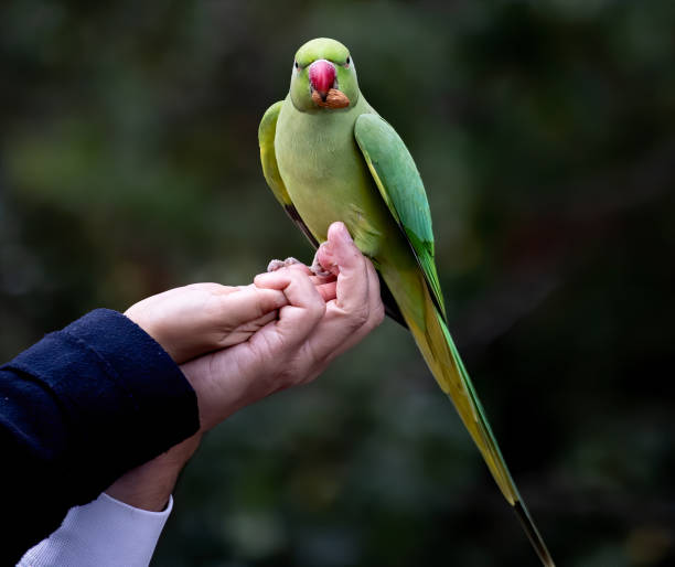 istock Focus of a green Newton's parakeet parrot 1461015895