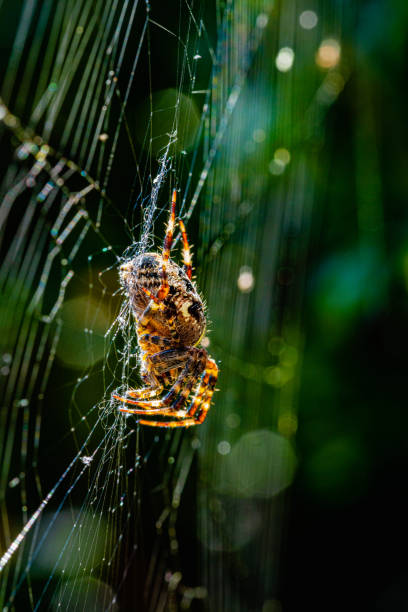 istock Vertical shot of a spider with golden and black patterns on its web 1461015949