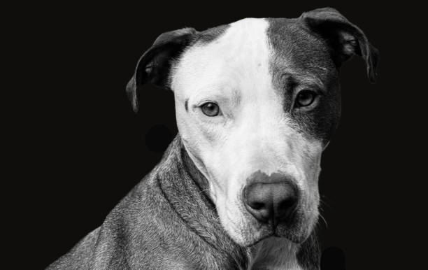 istock Pets Photograpy: Dog the best friend 1461016140