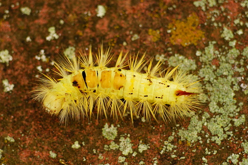 Caterpillar of the pale tussock. Hairy yellow close-up.