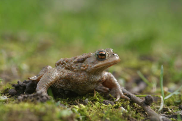 istock Close up of an adult male comon toad, Bufo bufo 1461016581