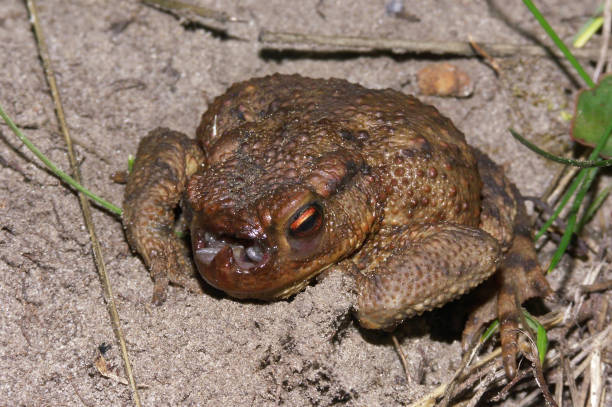 istock Closeup on a European common toad, Bufo bufo , infected with toad fly maggots, Lucilia bufonivora 1461016597