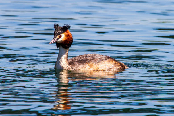 istock Selective focus shot of the Great crested grebe in the lake 1461016688