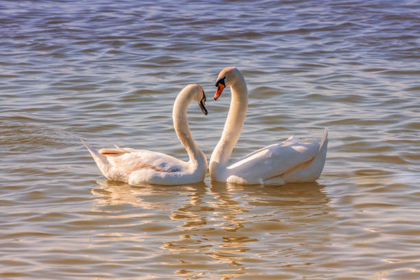 Two white swans forming a heart with their necks in the water